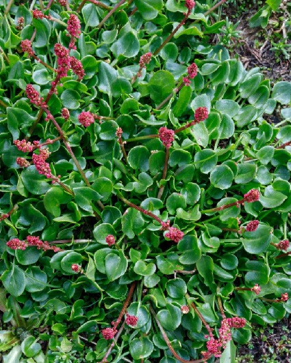 romice nivale, una pianta rara trovata in Valchiavenna