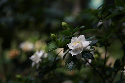 /gardenia