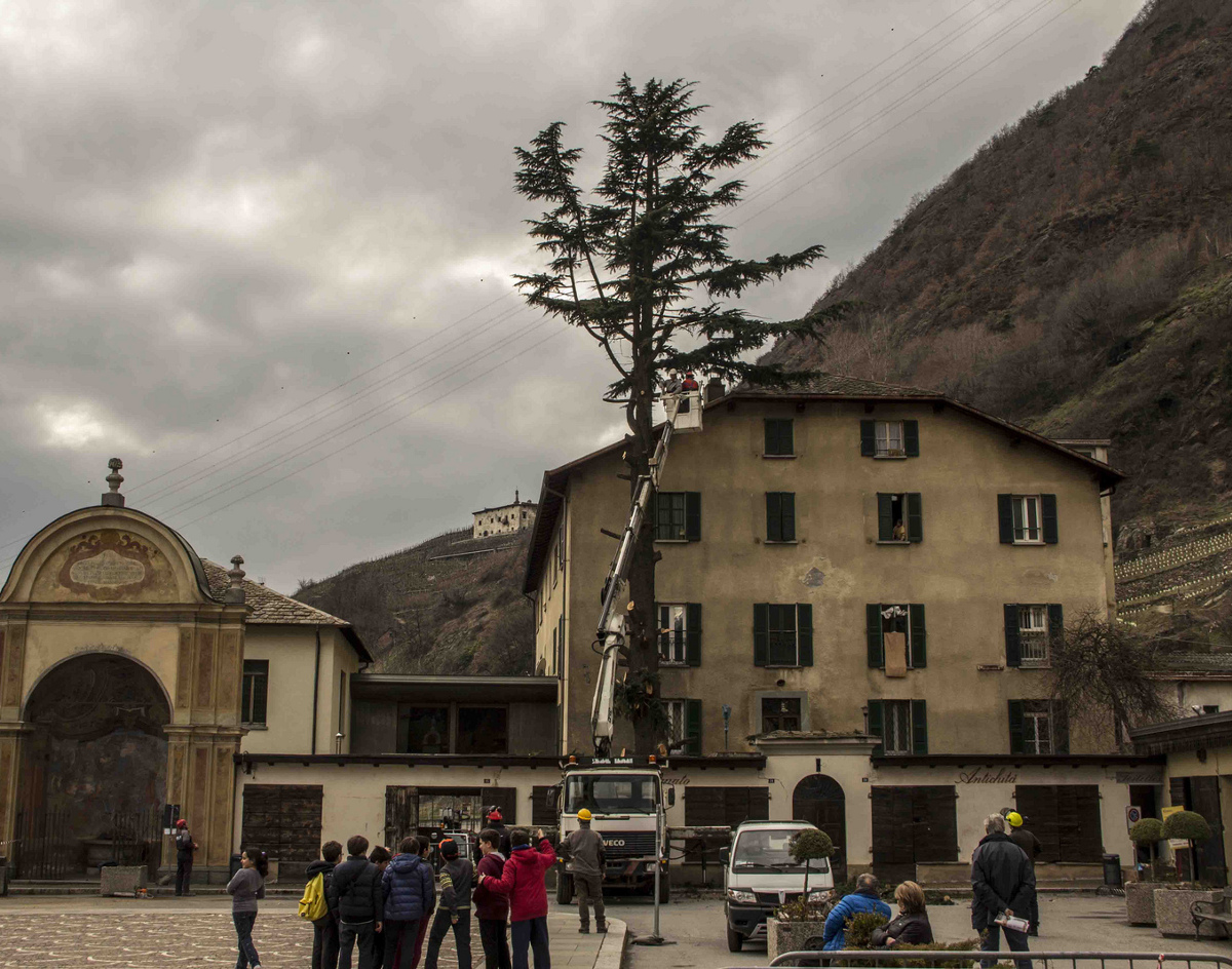 ABBATTUTO ALBERO PERICOLOSO NELLA PIAZZA DI MADONNA DI TIRANO INTORNO