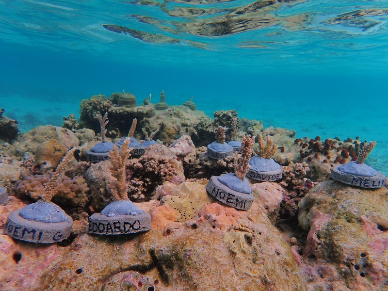 Sernio: I coralli dei bambini rivivono nell'Oceano