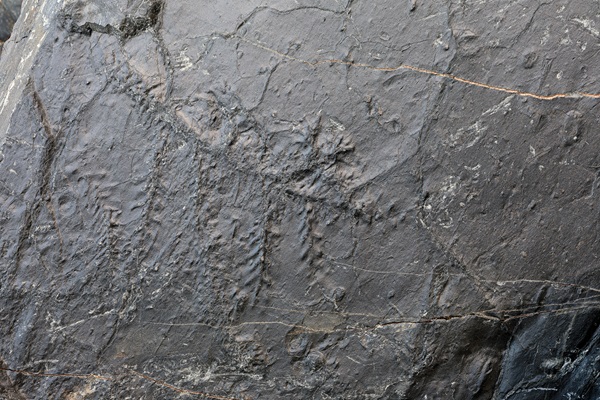 /Scoperto in Val d’Ambria un tesoro di fossili