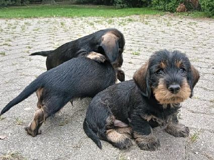 Cuccioli di bassotto tedesco