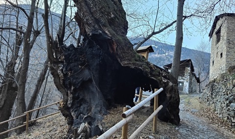 /Il castagno di Grosio inserito tra gli alberi da tutelare