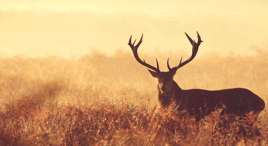 /Barbarica, la festa dell'autunno