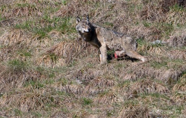 /lupo ferito nel Parco dello Stelvio