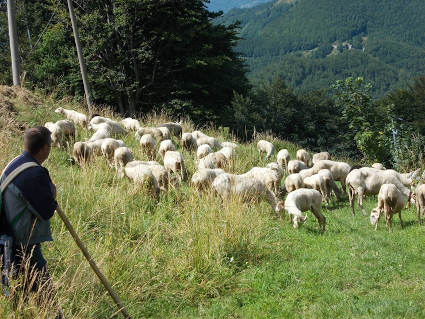 Il pastore con il suo gregge e la puzza delle sue pecore