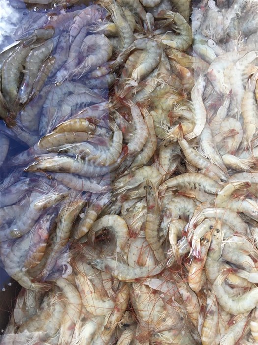 /Sagra pesce sondalo 2017 (5)