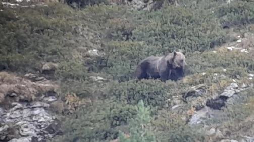 orso avvistato nel comune di Sondalo