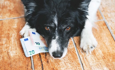 cash dogs