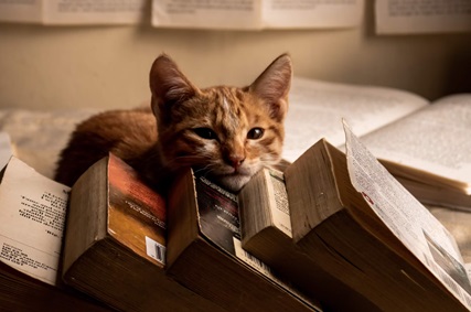 gatto e libro