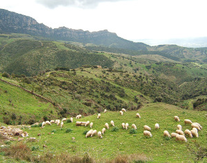 /imprese-agricole-pecore